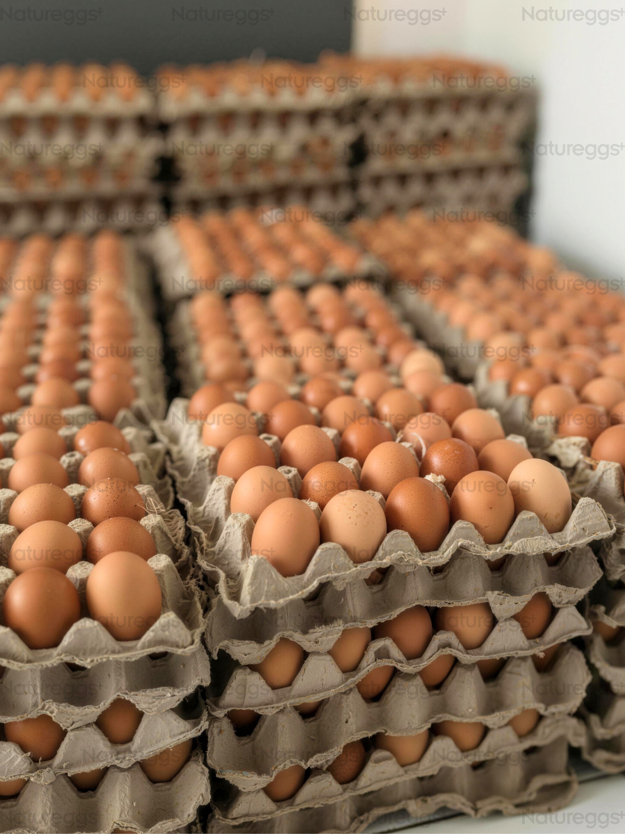 Natureggs+ - Telur omega di atas tray
