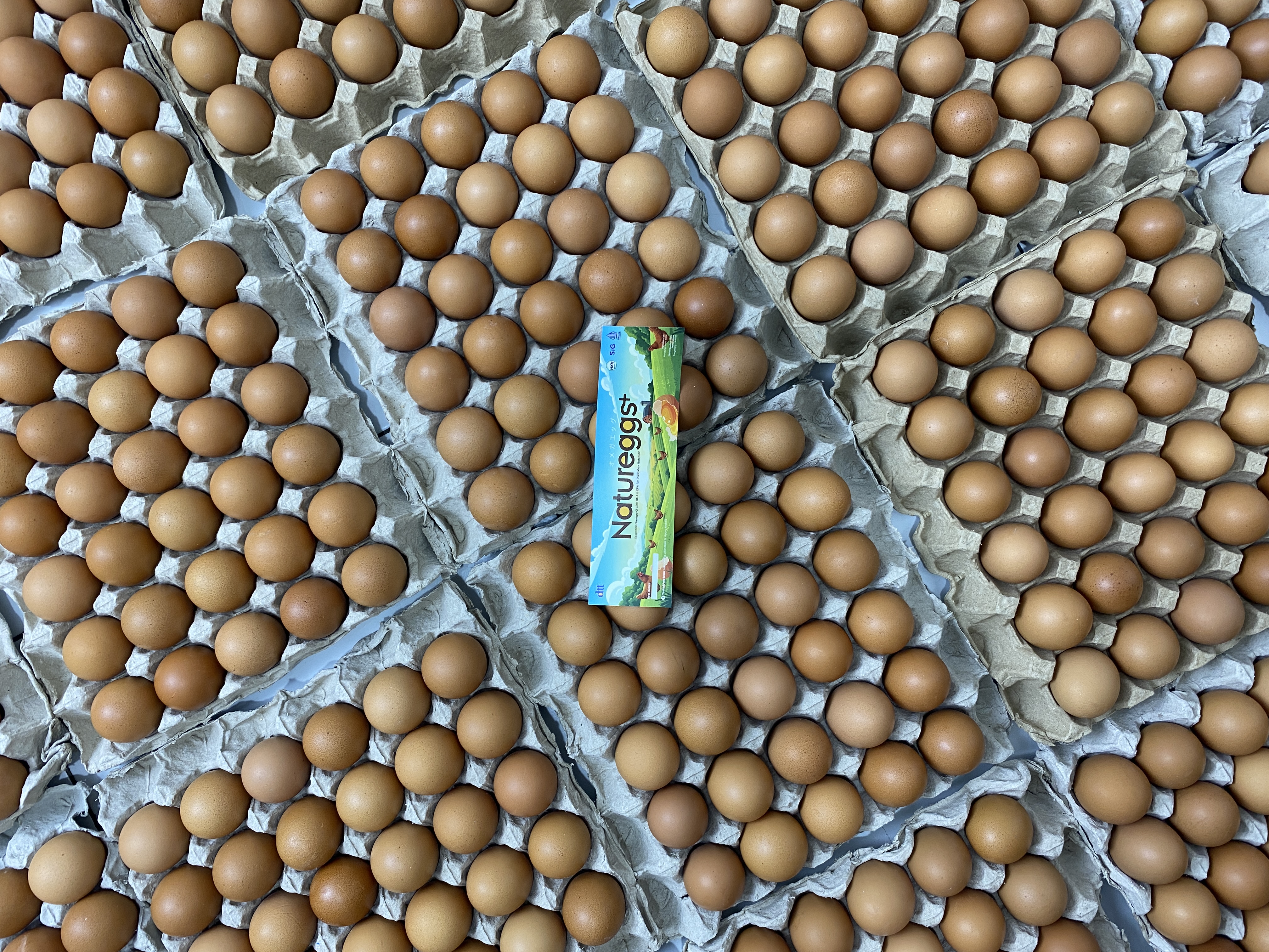 Natureggs+ - Stok tray telur omega